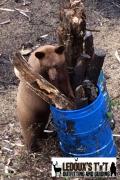 trail-cam-black-brown-bear
