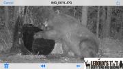 2018-large-black-bear-at-bait-trail-cam