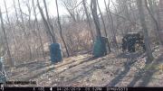 2019-large-black-bear